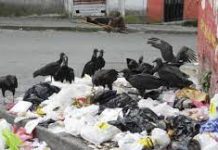 Gallinazos y basuras
