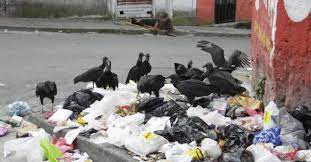 gallinazos