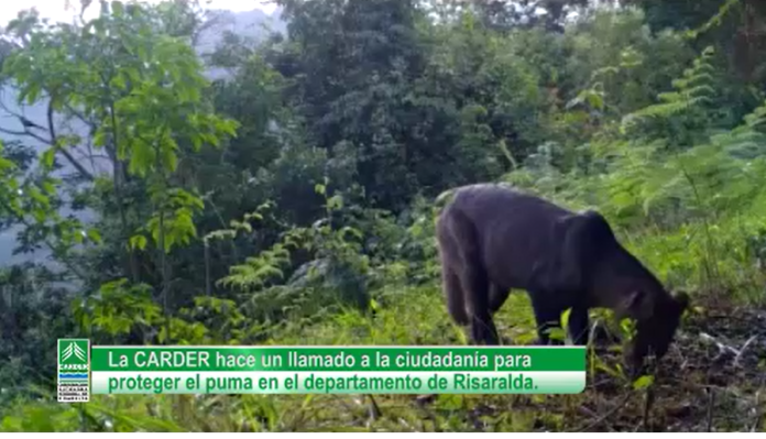 carder puma