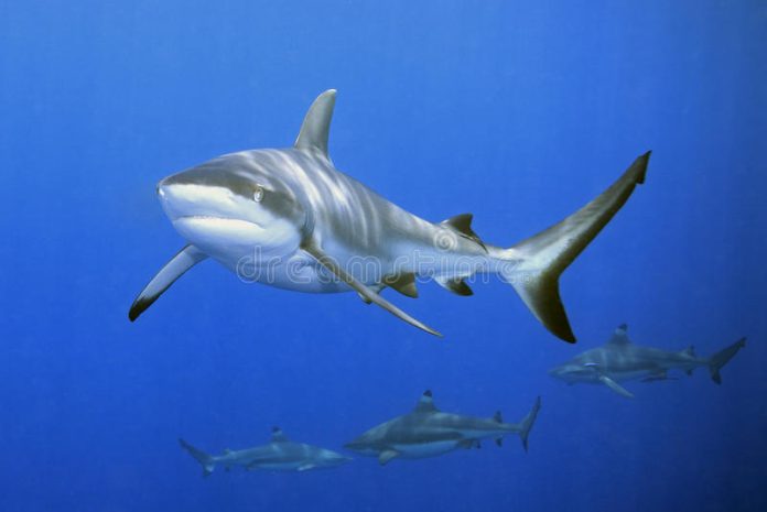 tiburones-10659493.jpg