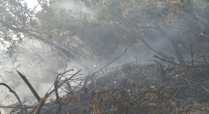 WhatsApp Image 2023-06-25 at 6.20.25 PM Incendio