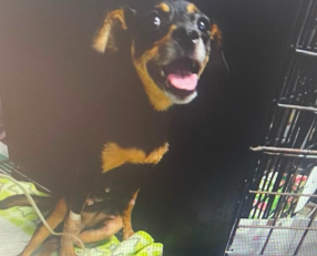 Perrito