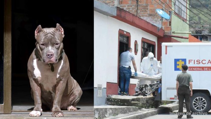 cover (1) Niña de 2 años muere atacada por un perro pitbull