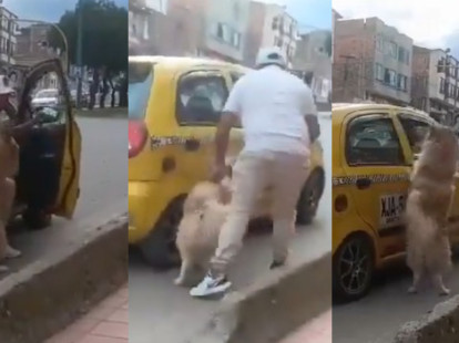 sujetos_en_un_taxi_habrian_abandonado_a_un_perro_en_via_de_duitama_boyaca.jpg