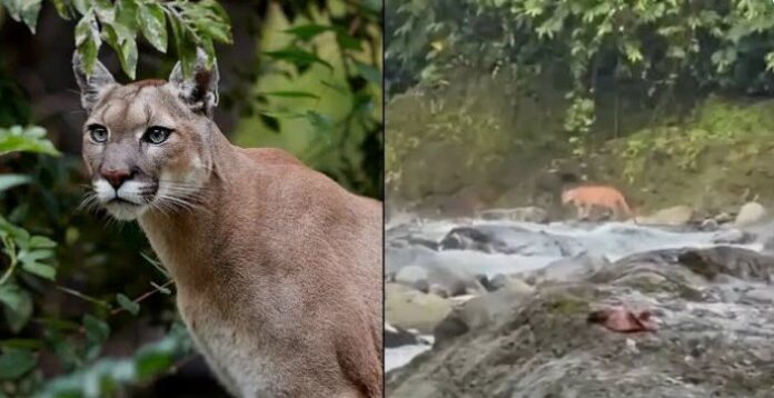 imagen puma