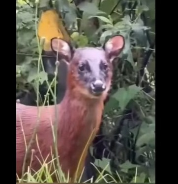 venado rojo