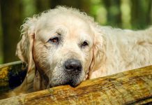 Corte Constitucional prohíbe sacrificar animales únicamente por vejez extrema