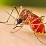 Pereira refuerza controles contra los mosquitos y reporta cerca de 124 casos de dengue