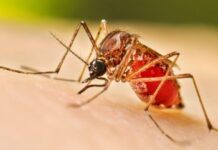 Pereira refuerza controles contra los mosquitos y reporta cerca de 124 casos de dengue