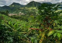 Secretaría de Desarrollo Agropecuario de Risaralda proyecta un presupuesto de $14.000 millones para 2027