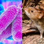 Alerta por ratas en Dosquebradas: reportan 66 casos sospechosos de leptospirosis en 2026