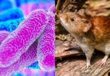 Alerta por ratas en Dosquebradas: reportan 66 casos sospechosos de leptospirosis en 2026