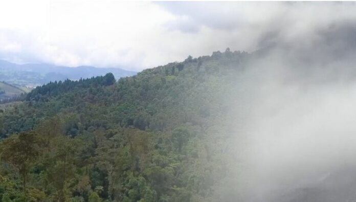 licorera bosque
