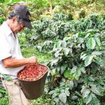 Sector cafetero alerta por pérdidas de $2 billones debido a la tasa de cambio