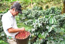 Sector cafetero alerta por pérdidas de $2 billones debido a la tasa de cambio